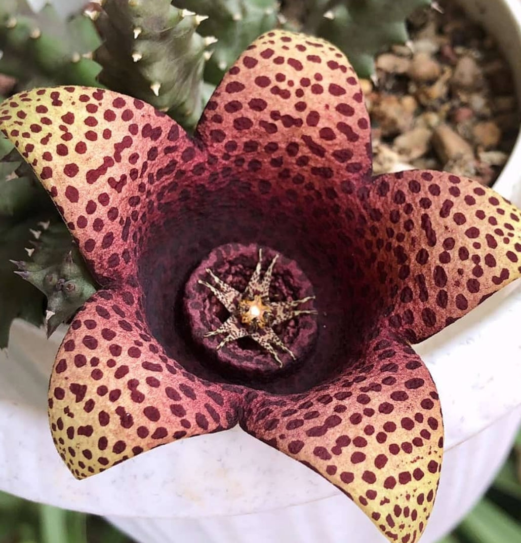 Orbea Red Leopard seeds