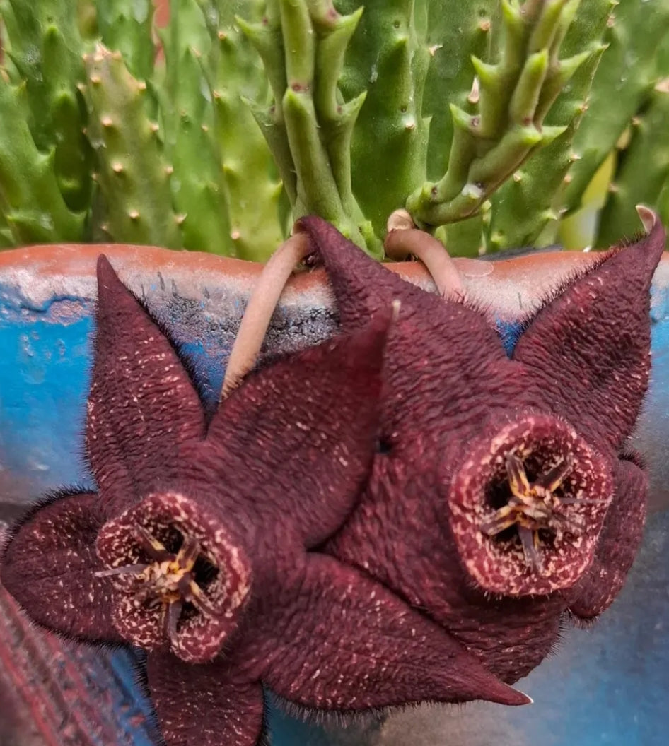 Orbea Variegata Negra seeds