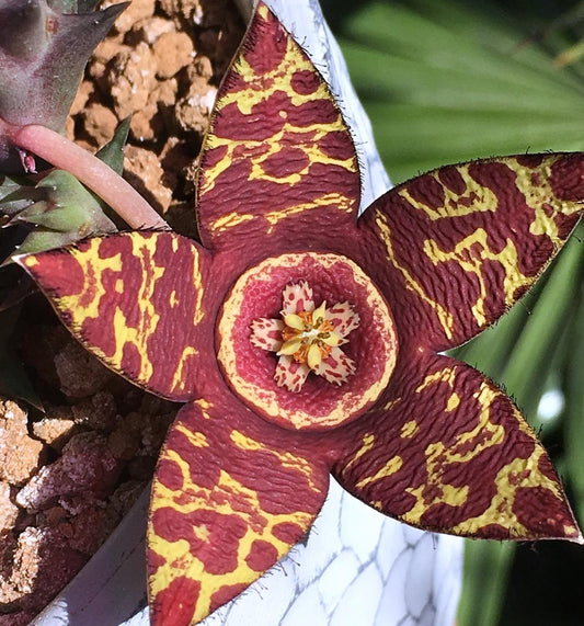 Orbea Variegata X Orbea Semota hybrid seeds