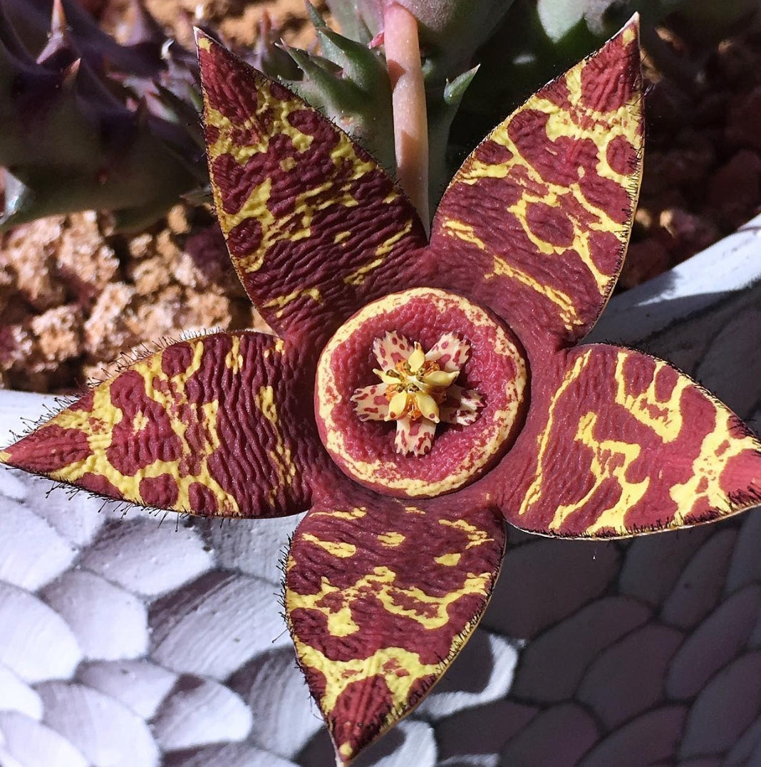 Orbea Variegata X Orbea Semota hybrid seeds