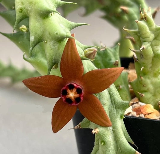 Orbea abayensis seeds