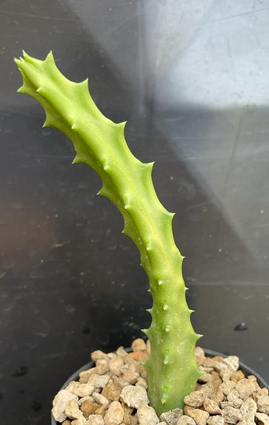 Orbea albocastanea seeds