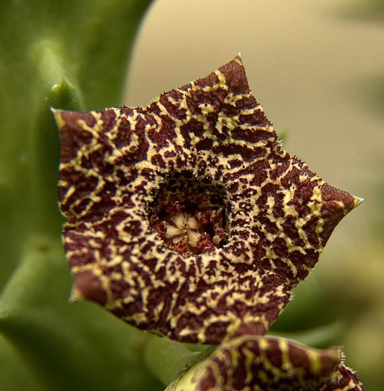 Orbea carnosa subsp. keithii seeds