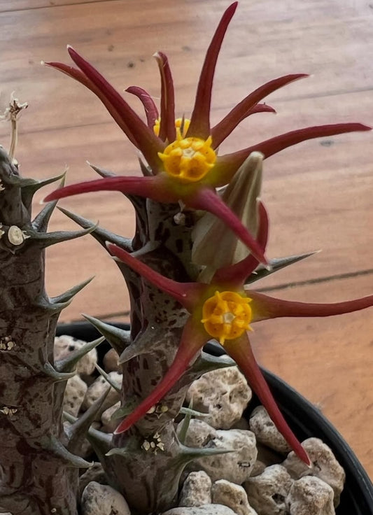 Orbea laikipiensis seeds