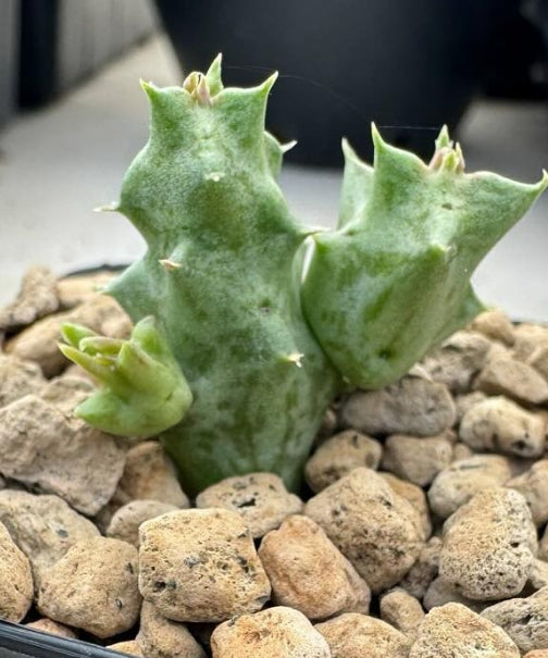 Orbea maculata ssp. rangeana seeds