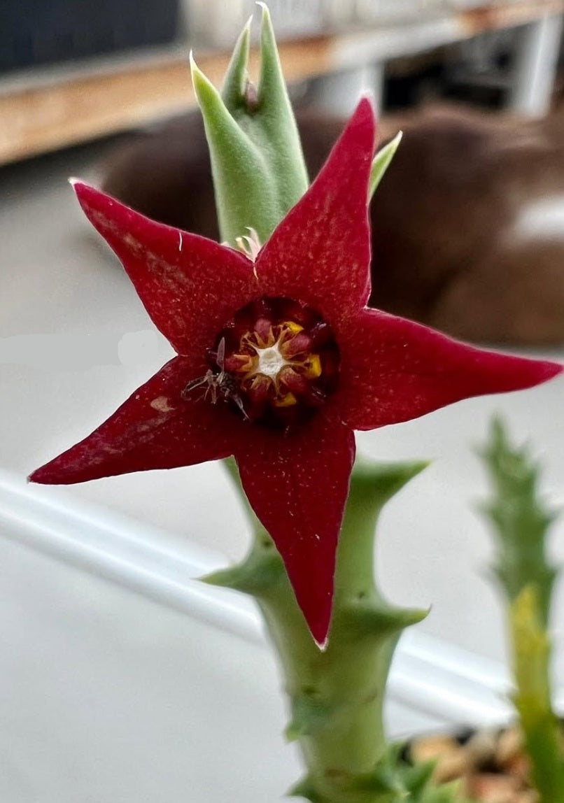 Orbea taitica seeds