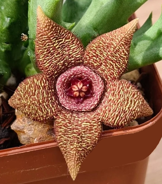 Orbea verrucosa x cooperii seeds