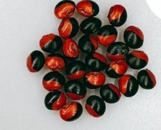 Ormosia sp. seeds