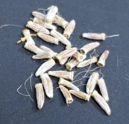 Othonna arbuscula seeds