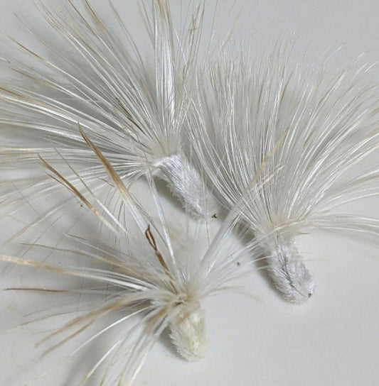 Othonna cerarioides seeds