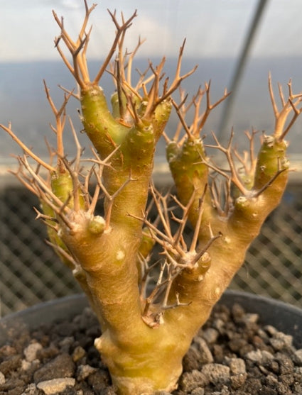 Othonna euphorbioides seeds