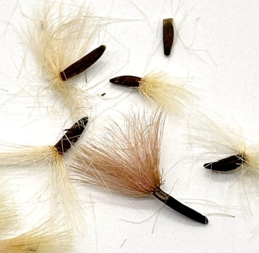 Othonna perfoliata seeds