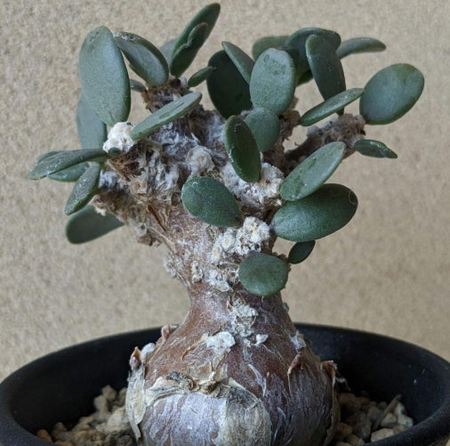 Othonna Pygmaea seeds