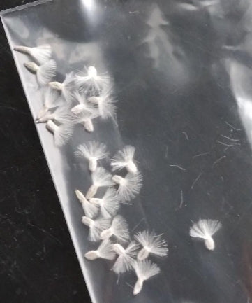 Othonna Pygmaea seeds