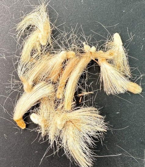 Othonna quercifolia seeds