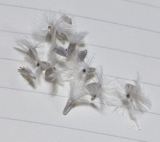 Othonna triplinervia seeds