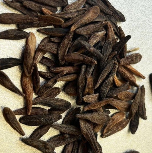 Pachypodium Ambongense seeds