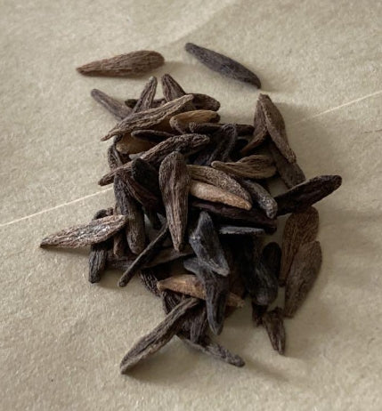 Pachypodium Ambongense seeds