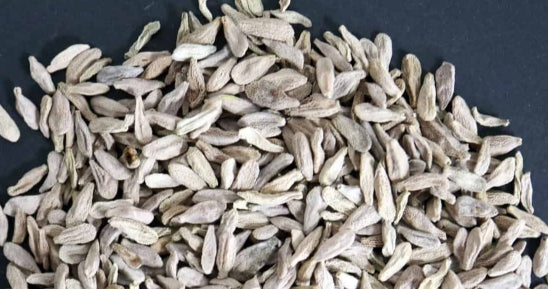 Pachypodium bispinosum seeds