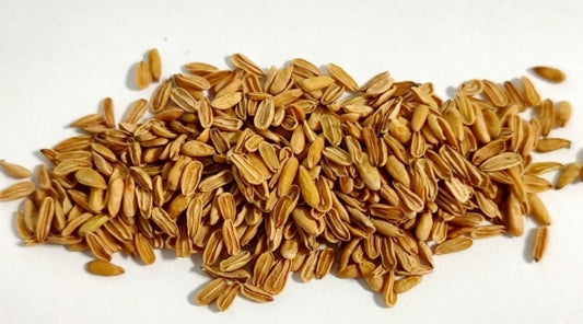 Pachypodium brevicaule seeds