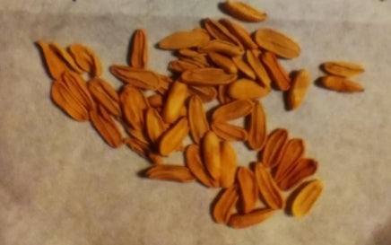 Pachypodium brevicaule ssp. leucoxanthum seeds