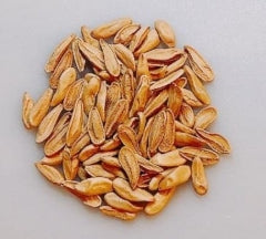 Pachypodium inopinatum seeds