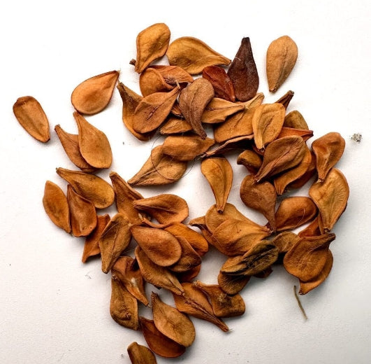 Pachypodium lealii seeds