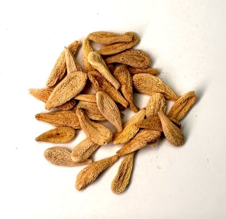 Pachypodium menabeum seeds