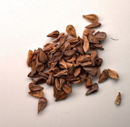 Pachypodium namaquanum seeds