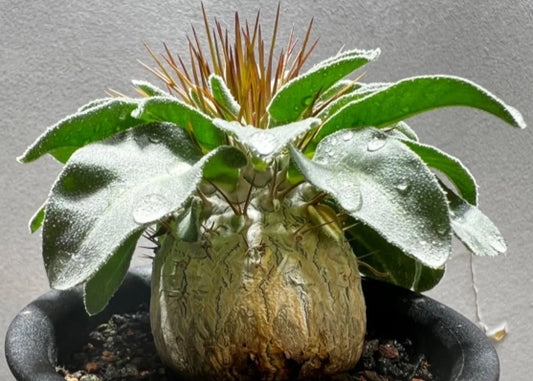 Pachypodium namaquanum seeds