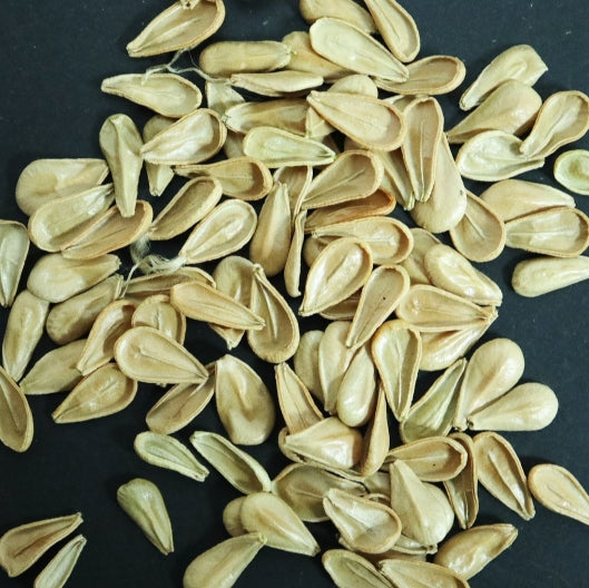 Pachypodium windsorii seeds