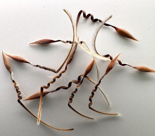 Pelargonium Triste seeds