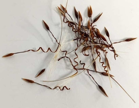 Pelargonium flavidum seeds