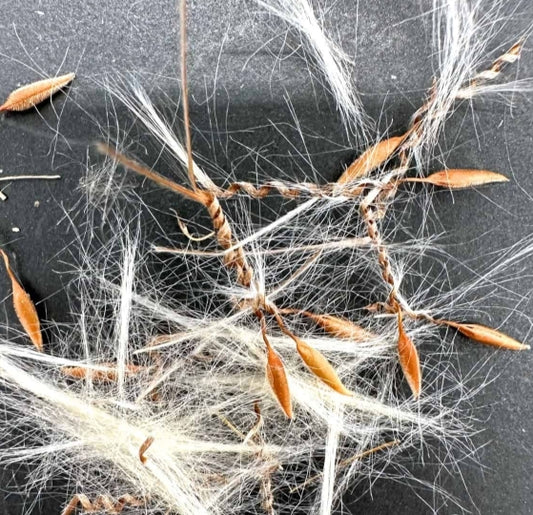 Pelargonium carnosum seeds