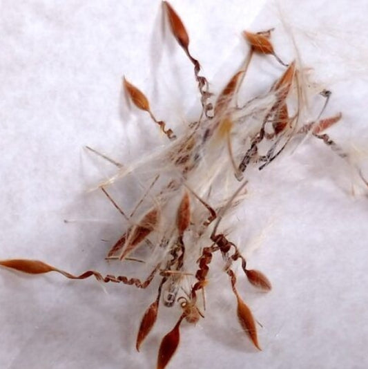 Pelargonium lobatum seeds