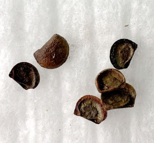 Phyllanthus mirabilis seeds