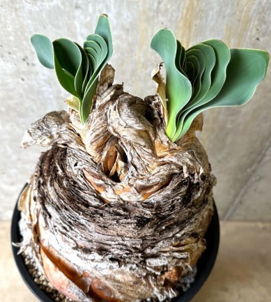 Phyllobolus resurgens seeds