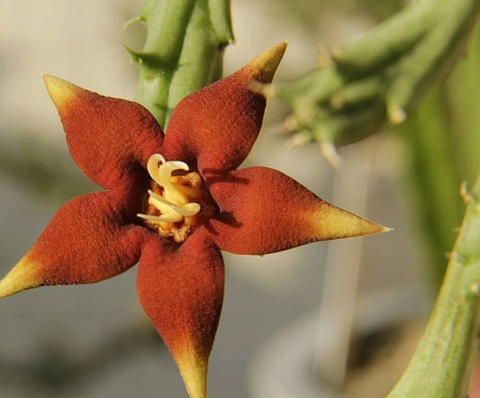 Piaranthus Atrosangunea seeds