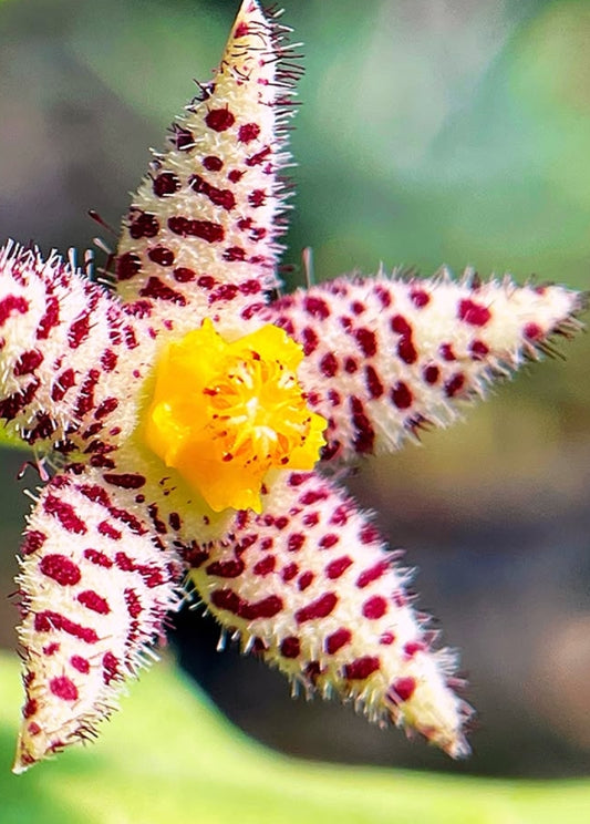 Piaranthus comptus seeds