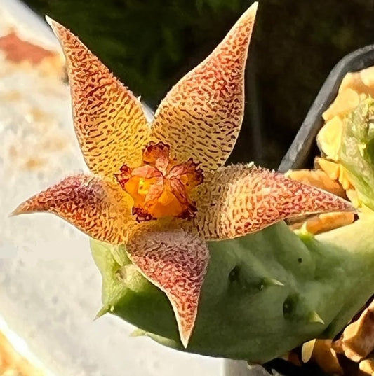 Piaranthus foetidus seeds