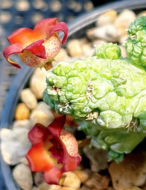 Pseudolithos ' Krung kao ' seeds