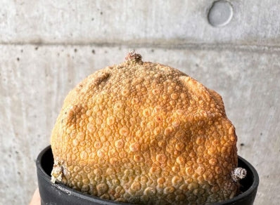 Pseudolithos cubiforme seeds