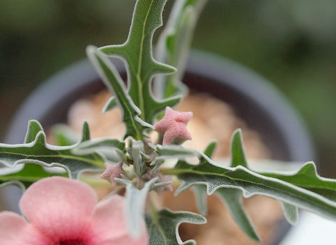 Pterodiscus kellerianus seeds