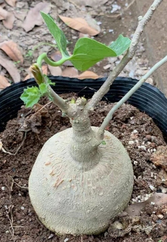 Pyrenacantha kaurabassana seeds