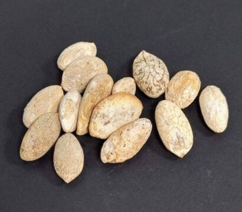 Pyrenacantha malvifolia seeds