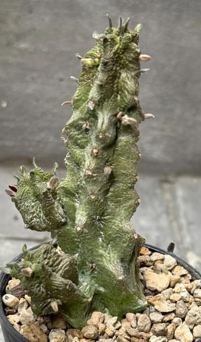 Cactus plant in a pot with a blurred background