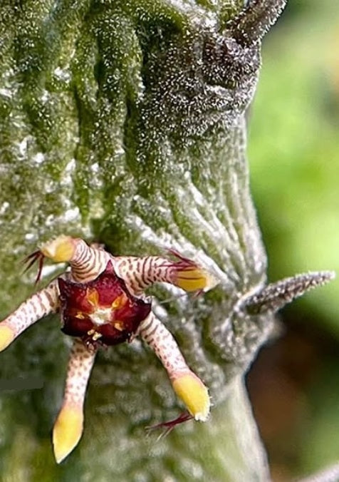Rhytidocaulon fulleri x Rhytidocaulon macrolobum seeds