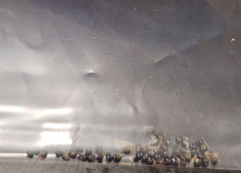 Copiapoa Marginata seeds