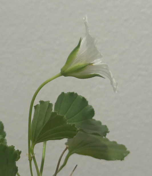 Sarcocaulon mossamedense seeds