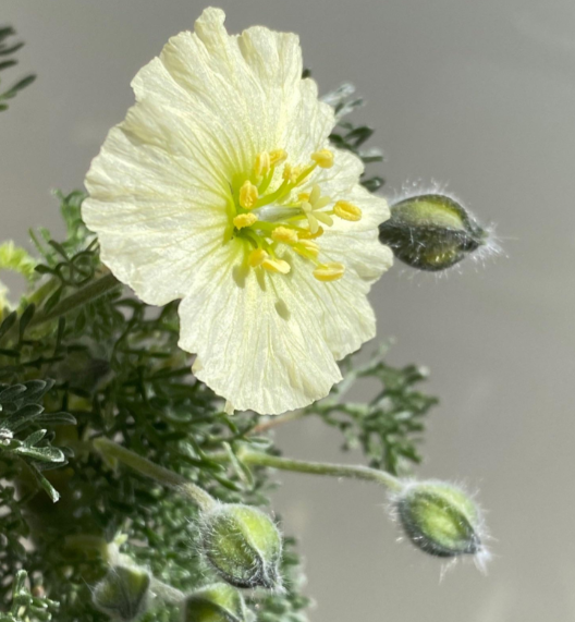 Monsonia herrei seeds